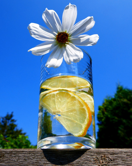 Blume in einem Wasserglas mit ein paar Zitronenscheiben im Sonnenschein